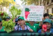 Authoritarian Populism and the Rural World