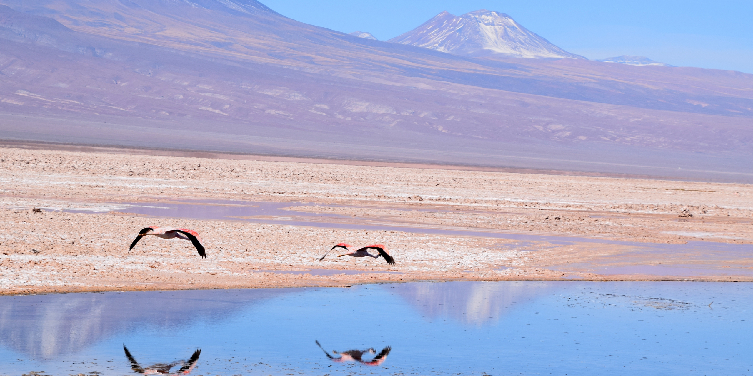 'Volando en el desierto' by Beatriz Botero