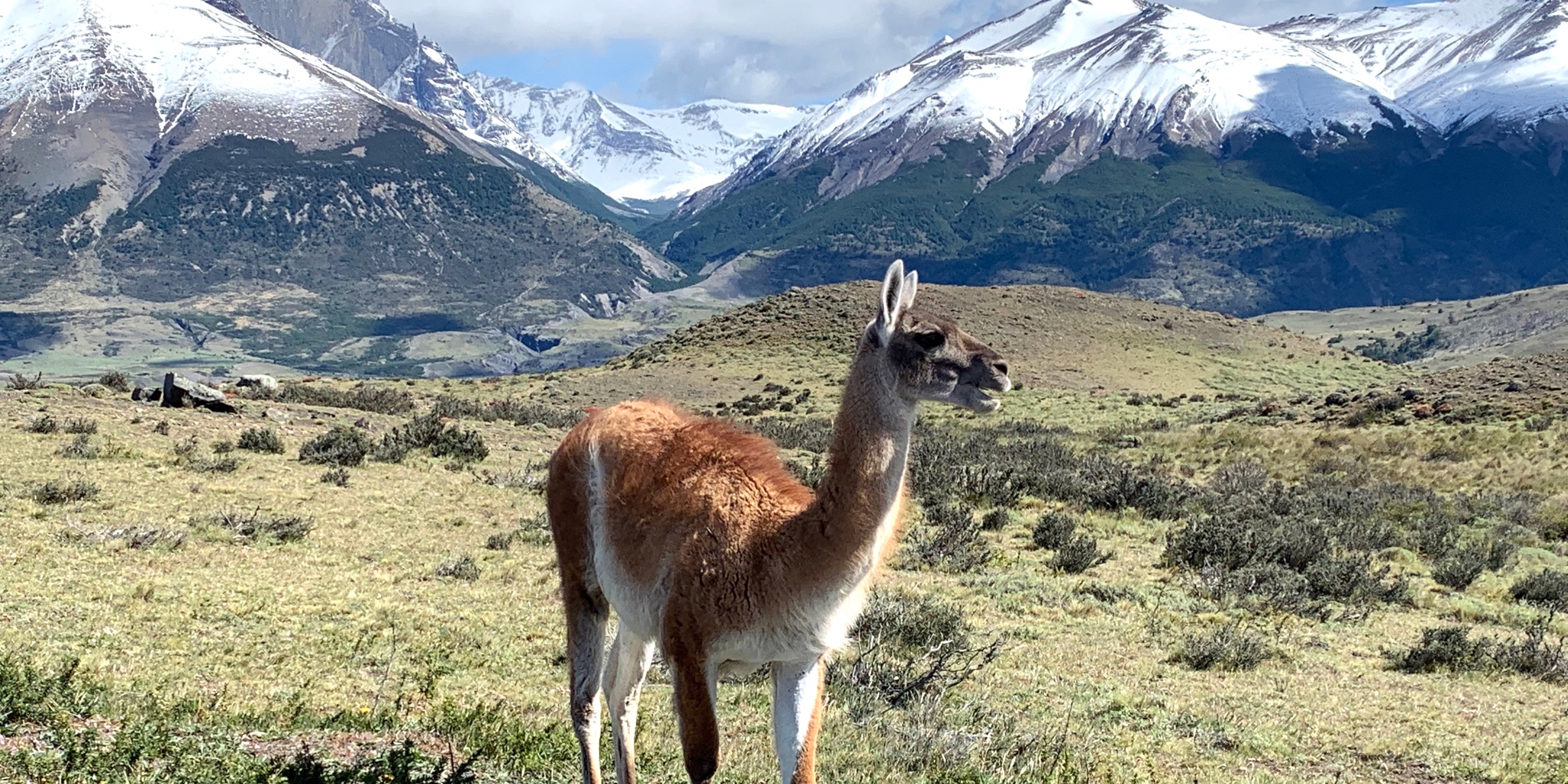 'Guanaco en Torres del Paine' by Iraida López El guanaco de la Patagonia chilena se deja observar en los cerros nevados de Torres del Paine.