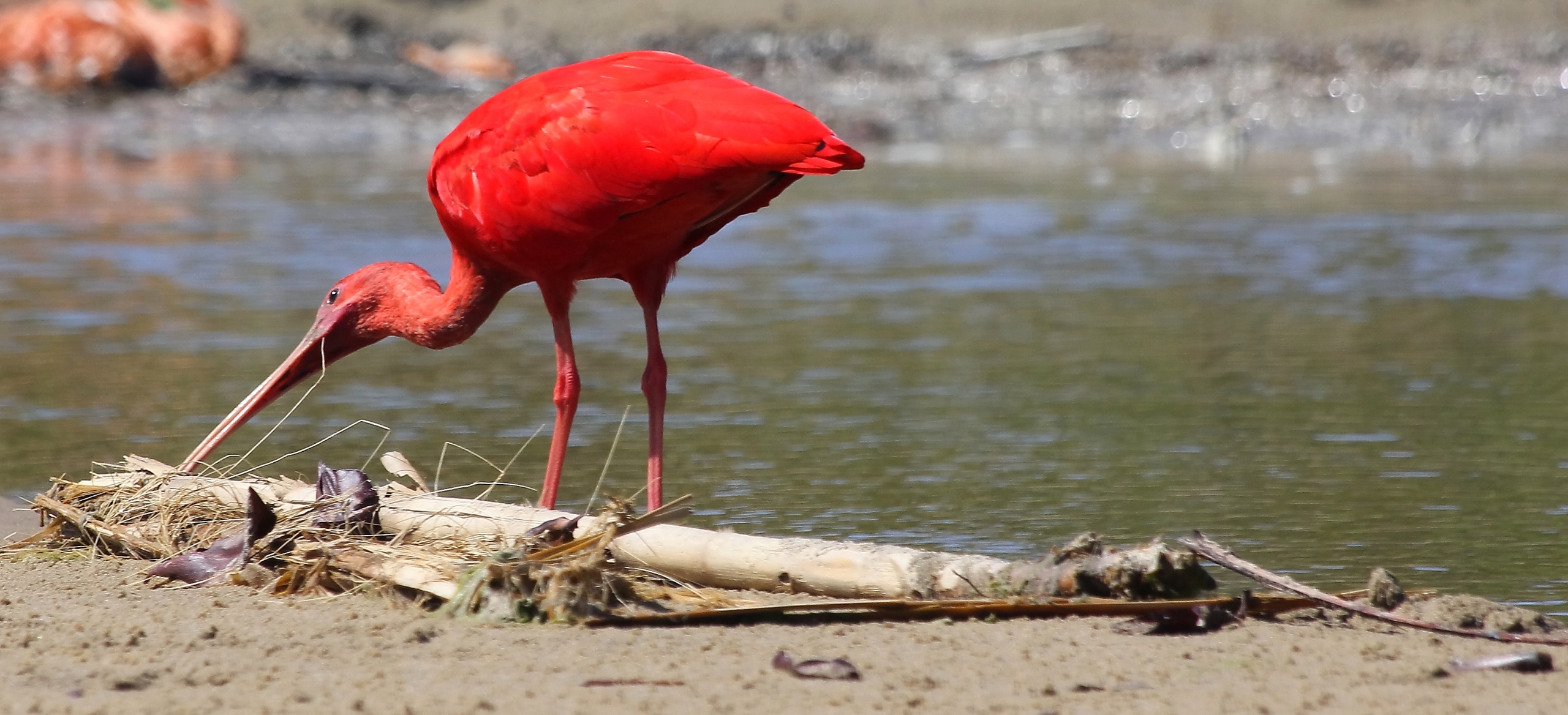 'Scarlet wetlands' by José Luis Jiménez Figarotti