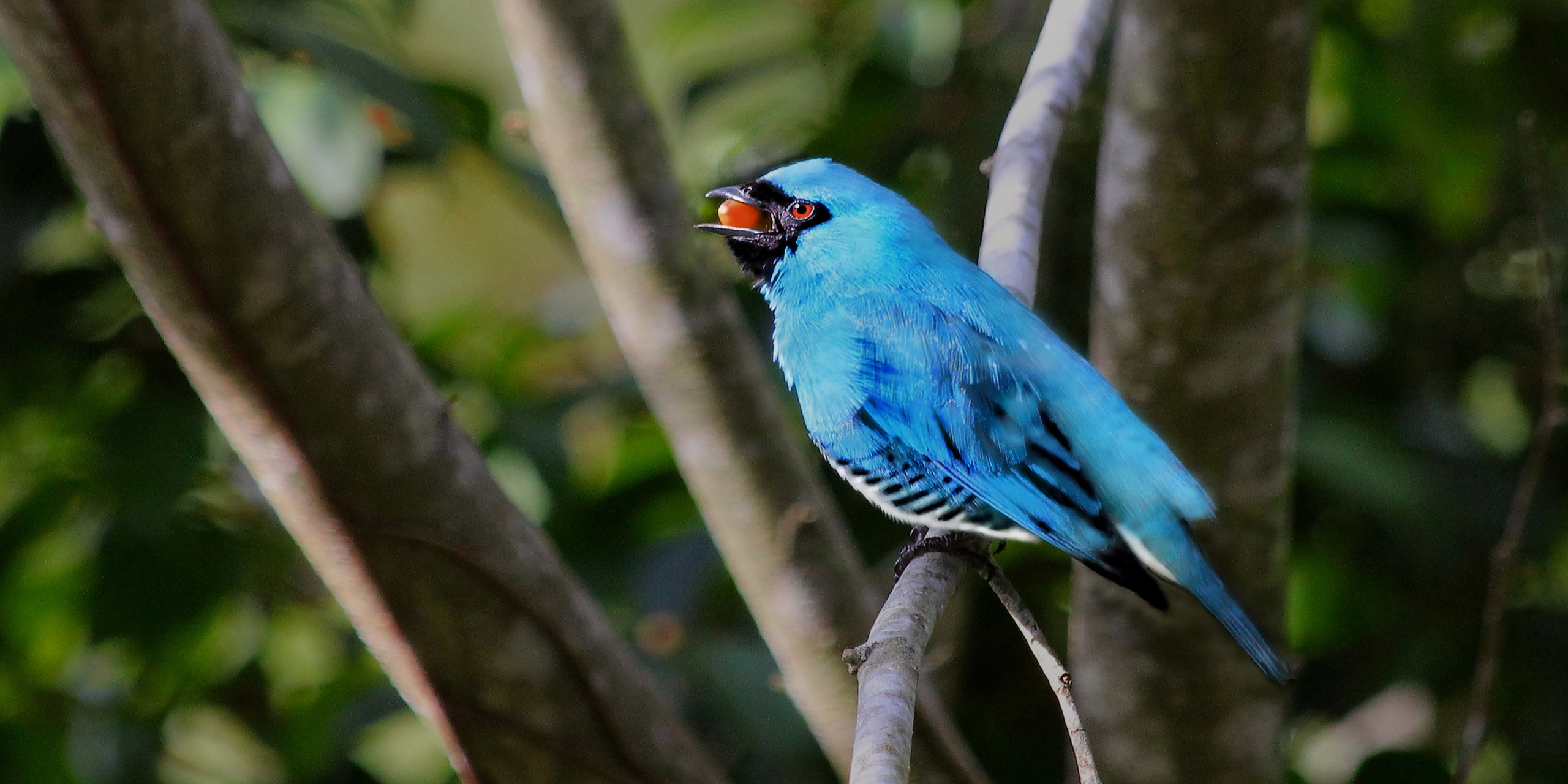 'Coffee Flower Kisser' by José Luis Jiménez Figarotti Swallow Tanager eats a coffee bean.