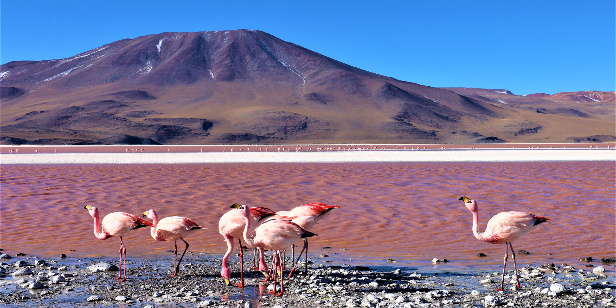 'Laguna Colorada' by Larisa Viridiana Lara Guerrero Flamingos in Bolivia